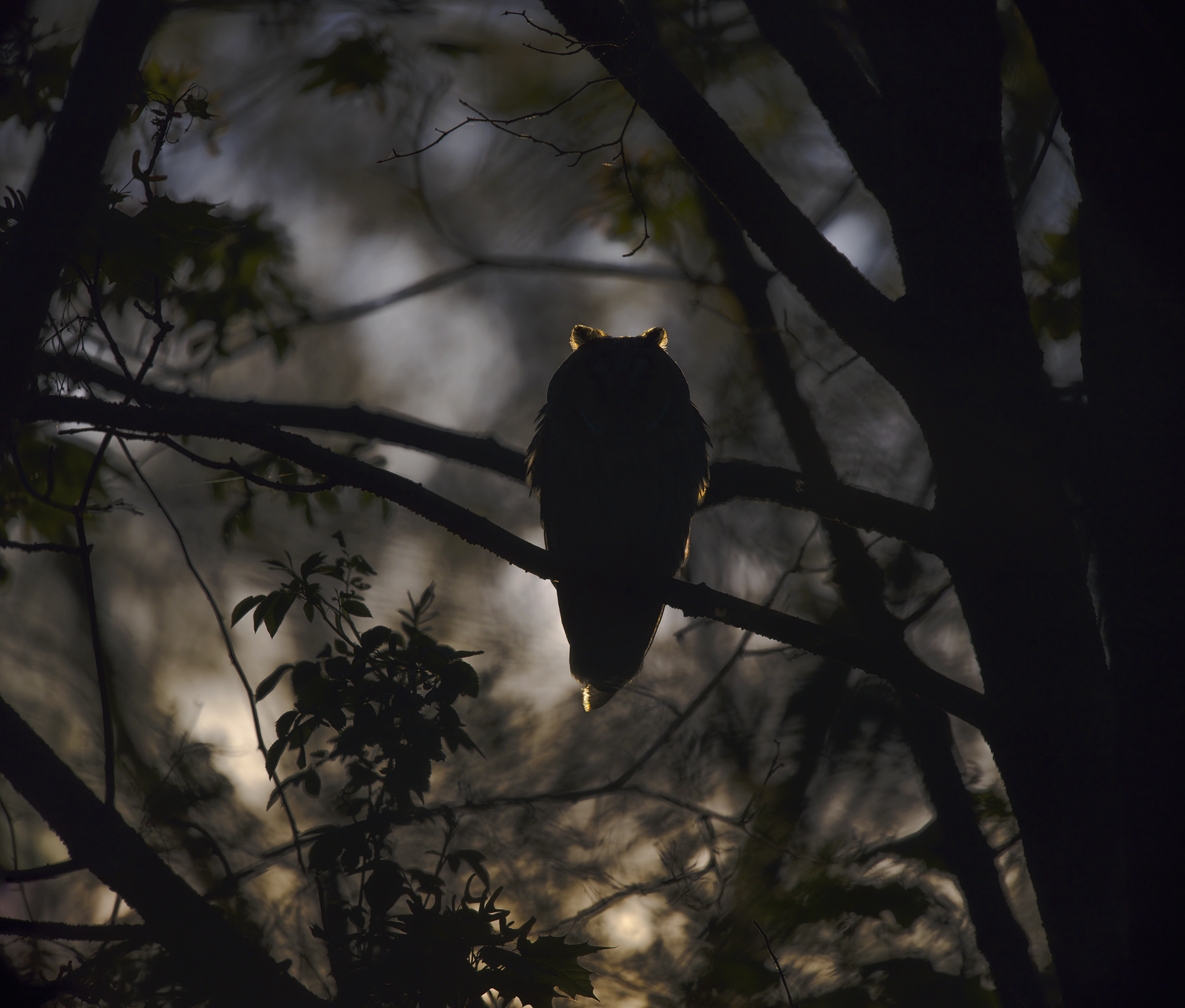 Im Wald kurz vorm Sonnenuntergang. Waldohreule